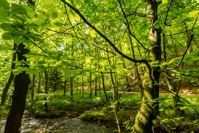 Trees in forest
