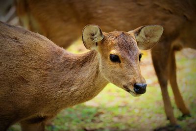 Close-up of deer