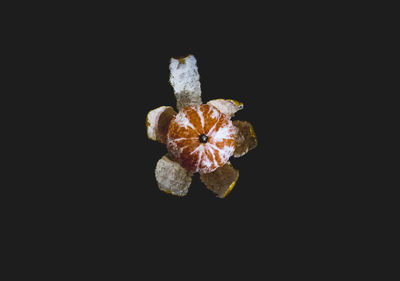 Close-up of flower over black background