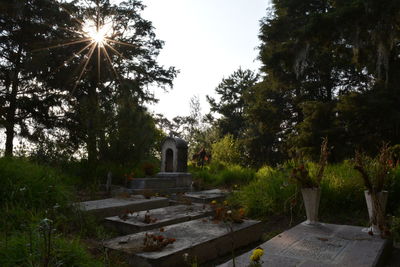 Trees in cemetery