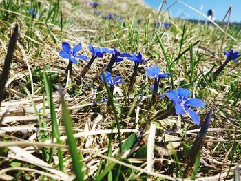 Close-up of blue crocus flowers on field