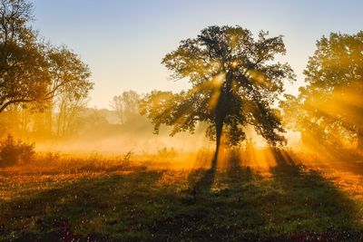 Trees on field against sky during sunset