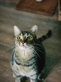 Portrait of tabby cat