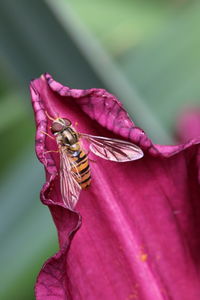 Close-up of bee pollinating on purple flower