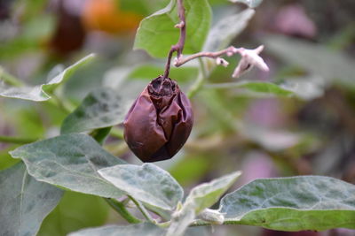 Close-up of strawberry growing on tree