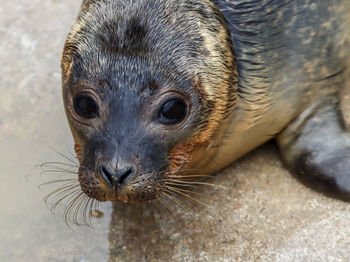 Close-up of an animal