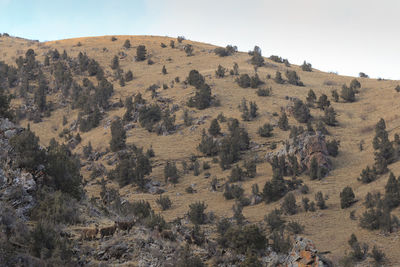 Trees on mountain