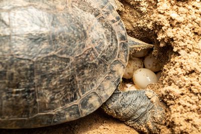 Close-up of turtle spawning on sand