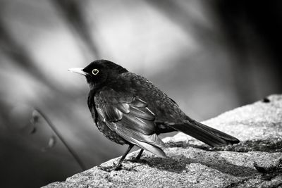 Close-up of bird perching on rock