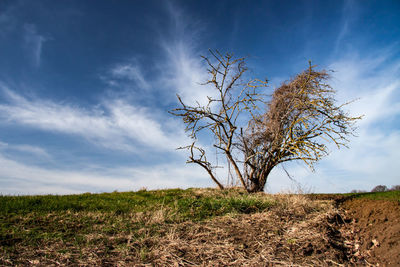 Bare tree on field against sky