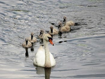 Swans swimming in lake