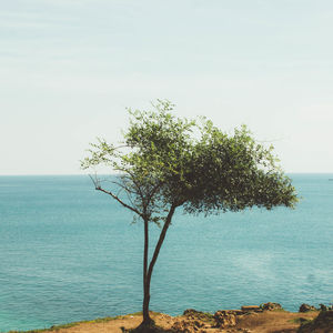 Tree by calm blue sea against sky