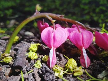 Close-up of pink flower pot