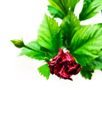 Close-up of red rose against white background