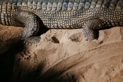 Close up of indian alligator on sand beach. gavial's part.