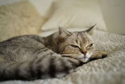 Close-up of cat lying on bed at home