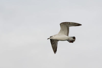 Low angle view of seagull flying against clear sky