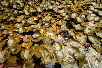 Full frame shot of dry leaves