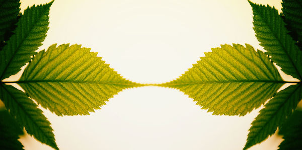 Close-up of green leaves against white background