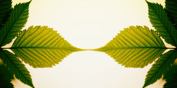 Close-up of green leaves against white background