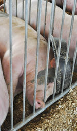 Close-up of dog in cage