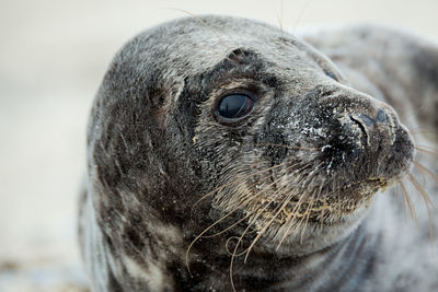 Close-up of an animal