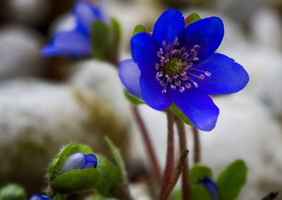 Close-up of purple flowering plant