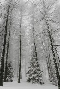 Bare trees covered with snow