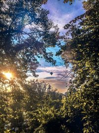 Trees against sky during sunset