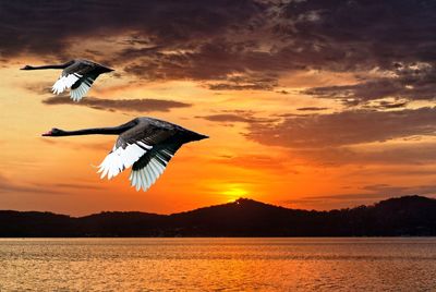 Bird flying over sea against orange sky