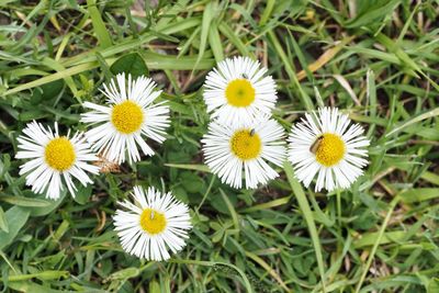 Close-up of white daisy flowers on field