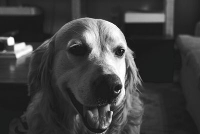 Close-up portrait of dog