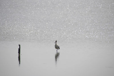 Swans swimming in sea against sky
