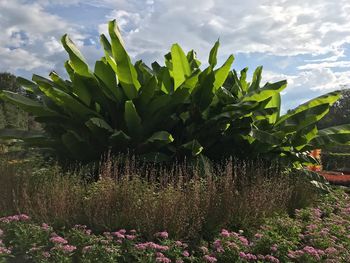 Close-up of flowering plant on field against sky