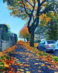 Autumn leaves on road amidst trees