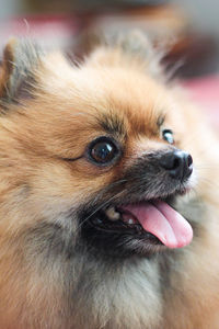 Close-up of dog looking away