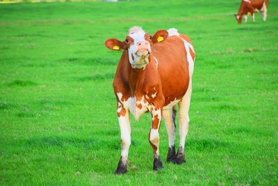 Cows on field