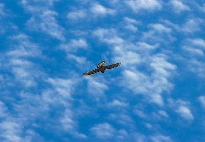 Low angle view of seagull flying against sky