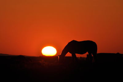 Silhouette horse grazing on field against orange sky