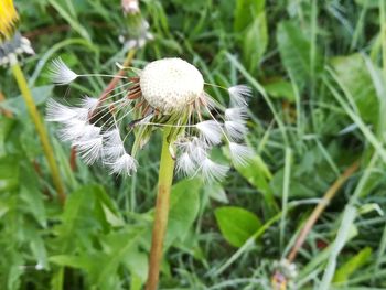 Close-up of dandelion flower on field