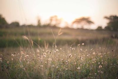 Close-up of plant growing on grassy field