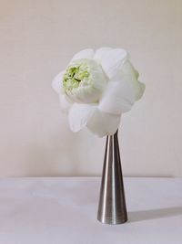 Close-up of white flowers