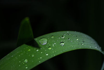 Close-up of raindrops on green leaves during rainy season