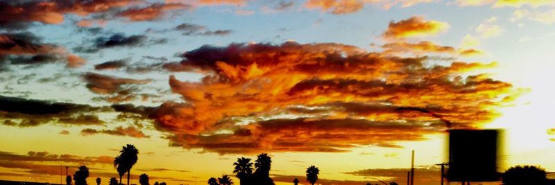 Silhouette trees against sky during sunset