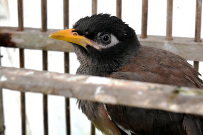 Close-up of bird perching on railing