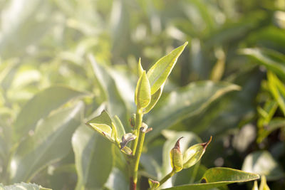 Close-up of plant