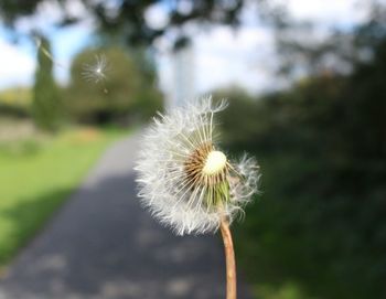 Close-up of dandelion