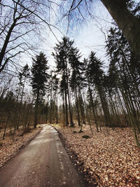 Road amidst trees in forest against sky