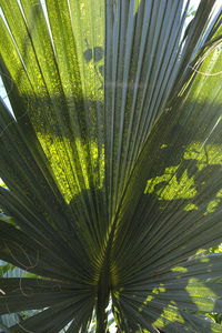 Close-up of palm tree leaves