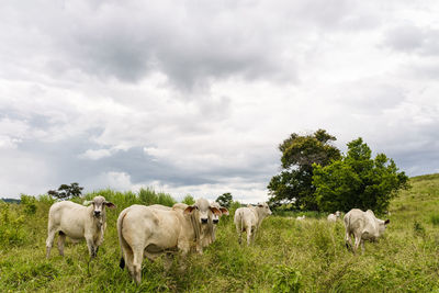 Cows grazing in field